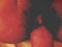 Tajvanski princesa tesen kosmato muco